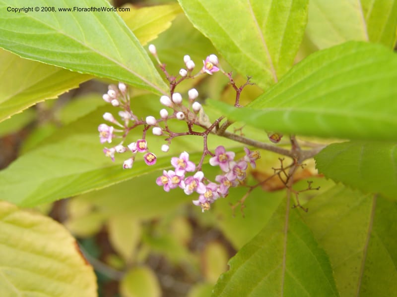 Callicarpa tosaensis, 78.0116--CA. UC Berkeley Bot. Garden. 8 Dec 06. 239.jpg