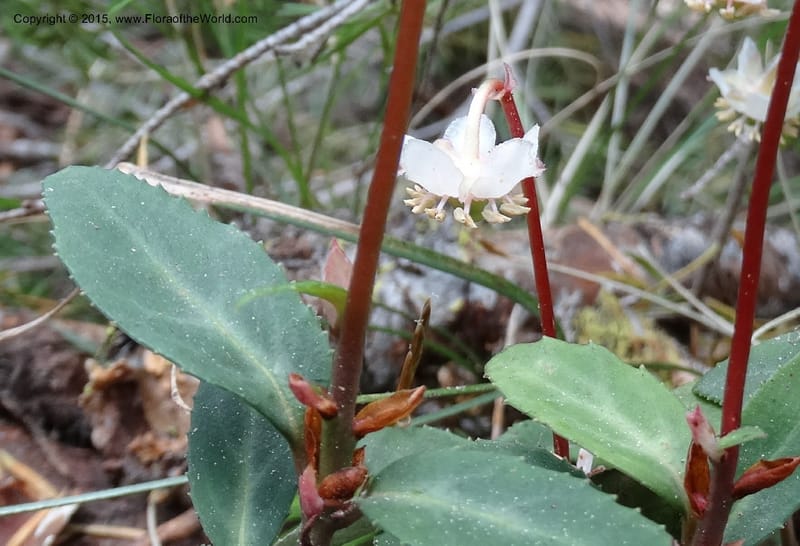 Chimaphila menziesii, Davidson, C 12632--ID. Idaho Co. Seven Devils Campground. 11 Aug 2014. DSC00412 (74).JPG