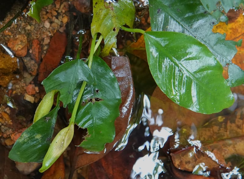 Anubias, C. Davidson 13942--Gabon. Maurel & Prom Oil Rd. 2 Nov. 2018. DSC01376 (53).JPG