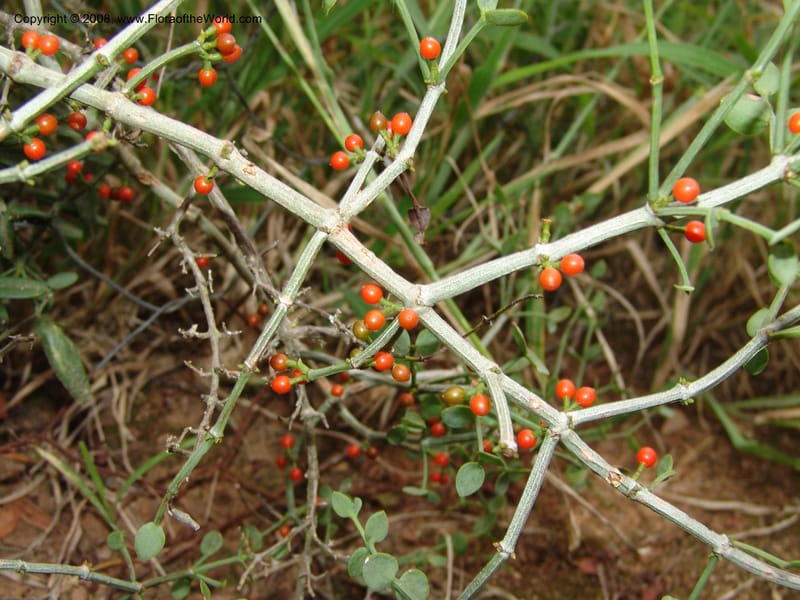 Viscum obscurum--So.Africa. E. Cape. Uitenhage Nat. Res. 6 Mch 05. 190.jpg