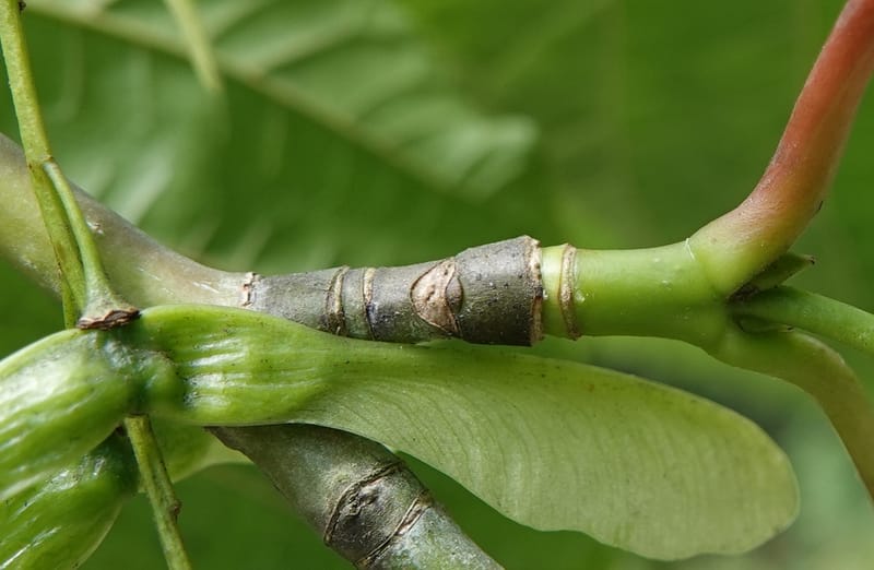 Acer davidii subsp. davidii, D. Boufford 44106--China. Yunnan. Lao jun Shan. 30 Apr 2018. DSC00424 (405).JPG