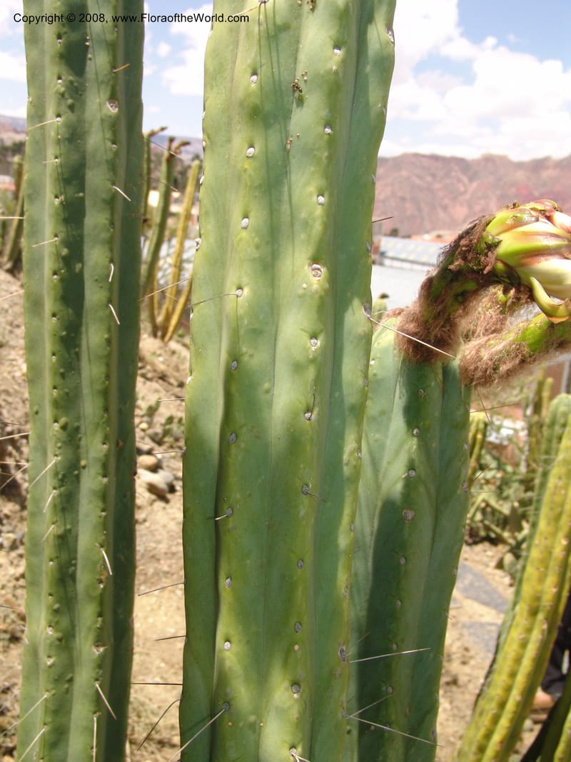 Trichocereus bridgesii--Bolivia. La Paz. Jardin Botanico La Paz. 3 Dec 04. 112.jpg