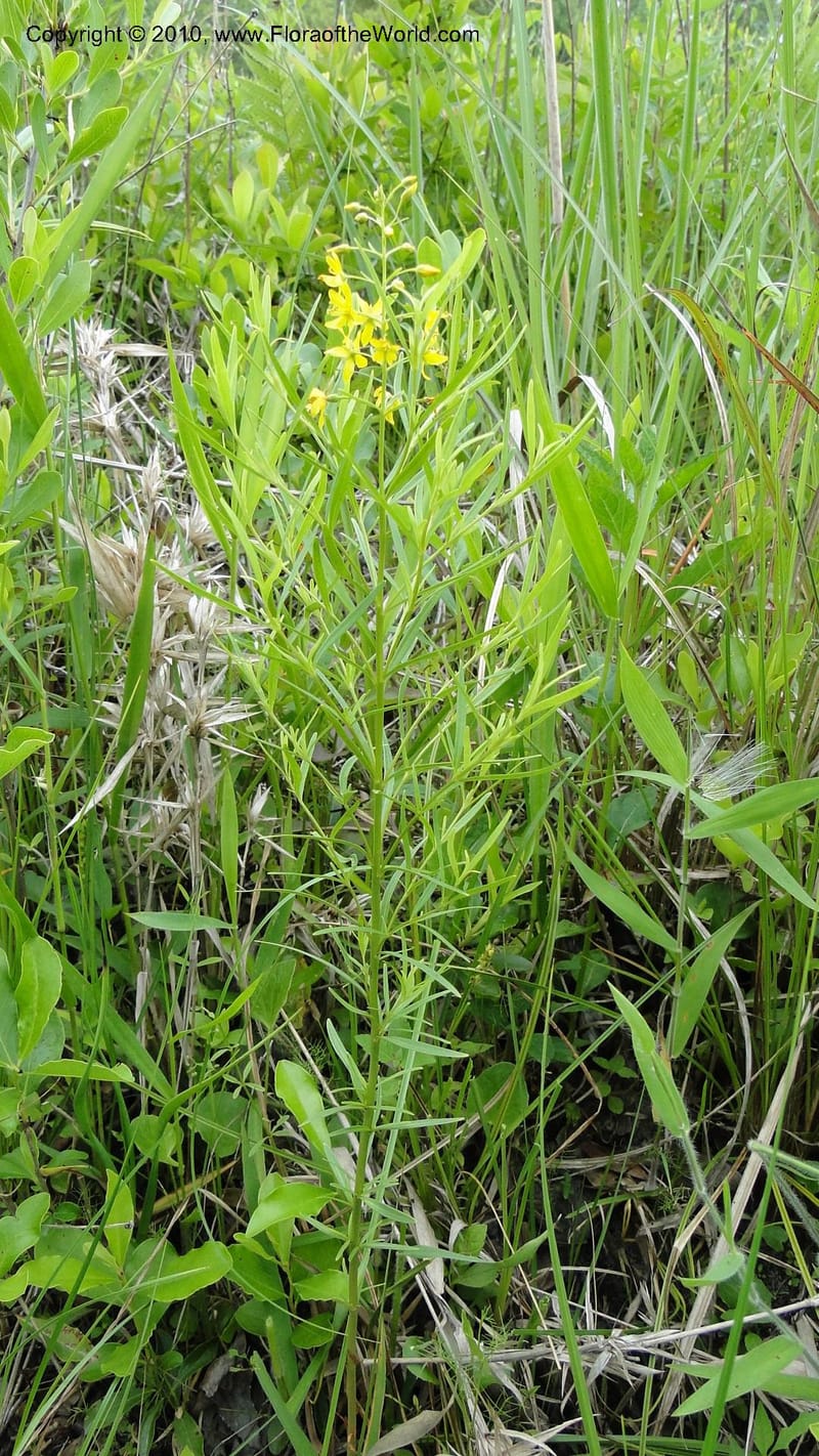 Lysimachia loomisii, Mori 27420--North Carolina. Jones Co. Catfish Lake Rd. Mile 4.9. 23 May 2010. 041 (48).jpg