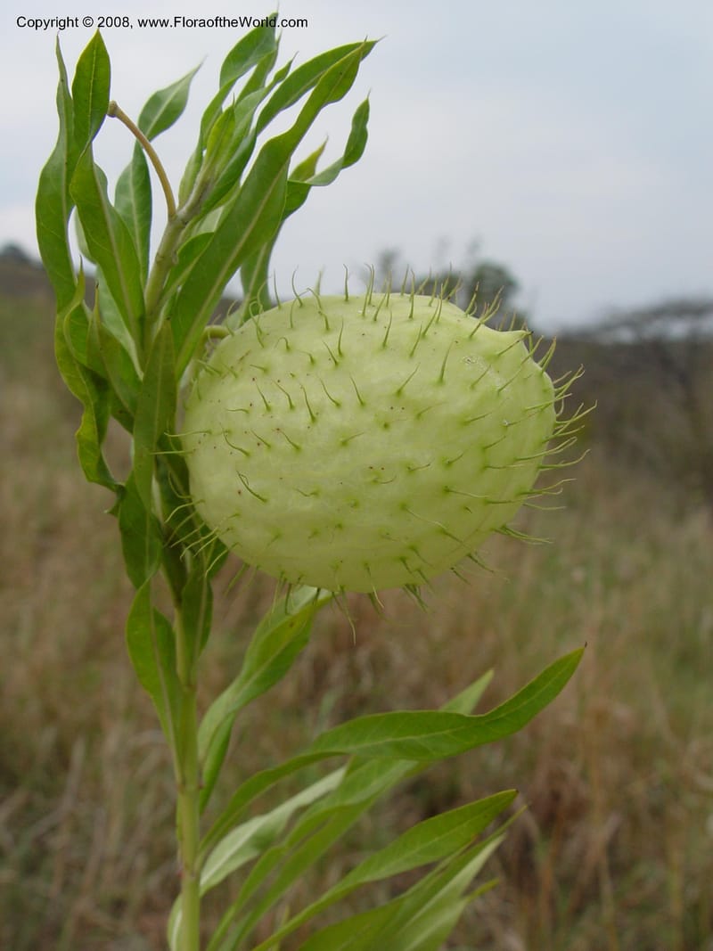 Gomphocarpus physocarpus--So. Africa. Zululand.  Hluhluwe Game Res.  30 Sep 03. 078.jpg