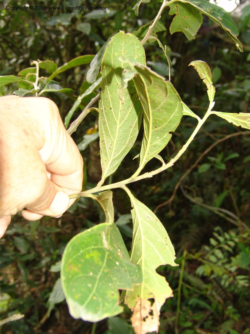 Ocotea, RVasquez33110--Peru. Cusco. Calca. Lares. Manto. 1 Nov 07. 198.jpg