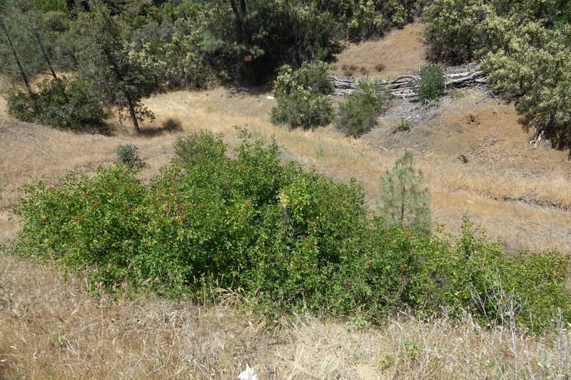 Rhus aromatica, C. Davidson 13590--CA. Tehama Co. W of Vestal Rd. on Hwy 36. 6 June 2017. DSC01078 (33).JPG