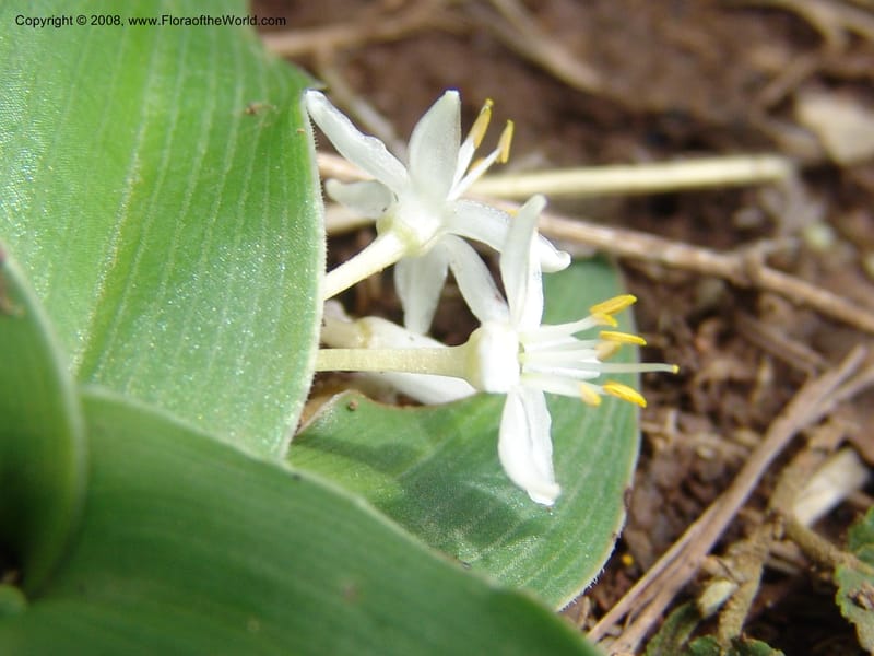 Chlorophytum tetraphyllum--Ethiopia. Bio, 6 km N of Modjo, rd twd Debre Zeit. 14 Jul 04. 033.jpg