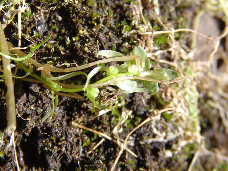 Callitriche heterophylla Pursh, CDavidson11094--ID. Idaho Co. Dredge ponds W of Warren. 8 Jul 07. 014.jpg