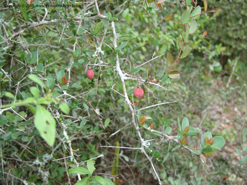 Putterlichia pyracantha--So.Africa. E. Cape. Uitenhage Nat. Res. 6 Mch 05. 149.jpg