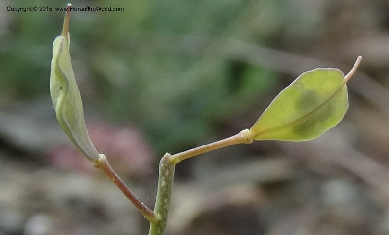 Noccaea fendleri, Davidson, C 12589--ID. Idaho Co. Seven Devils Camp Ground. 15 Jul 2014. DSC00113 (71).JPG