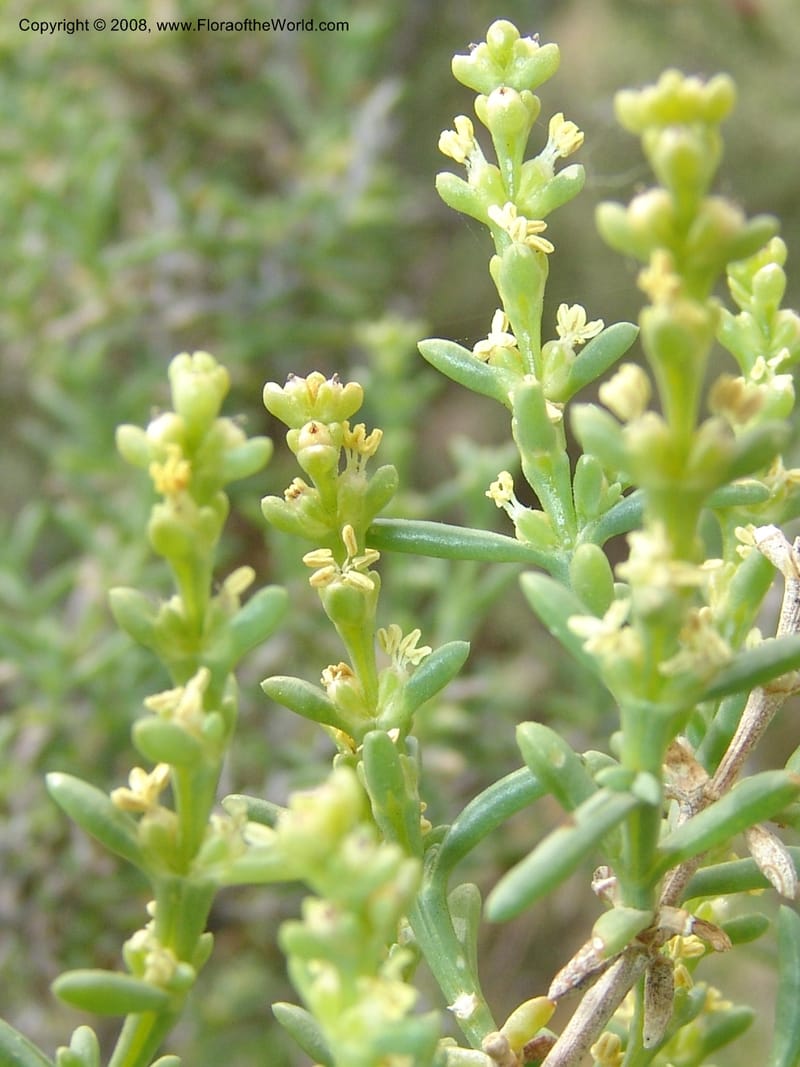 Salsola longifolia--Spain. Prov. Almeria. Tabernas, ca. Mini-hollywood. 22 Apr 05. 136.jpg