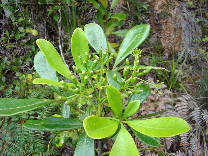 Schefflera gordonii, PLowry6902--New Caledonia. Monts Dzumac. 20 Nov 07. 137.jpg