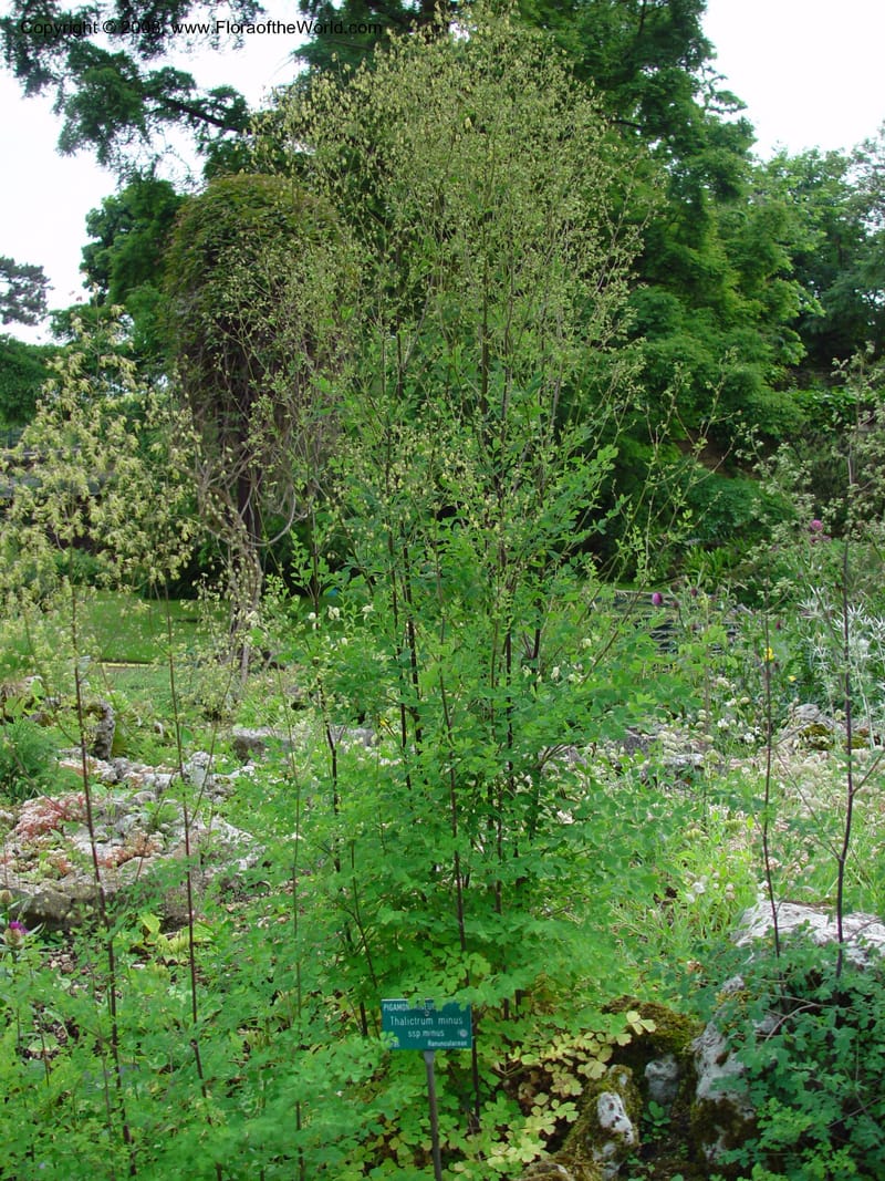 Thalictrum minus ssp. minus--France. Paris. Jardin des Plantes. 30 May 03. 093.jpg