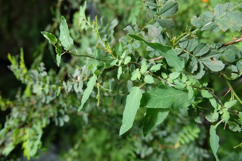 Codonopsis, C. Davidson 13768--China. Sichuan. Yibailingba-gou. 12 Aug 2017. DSC04660 (93).JPG