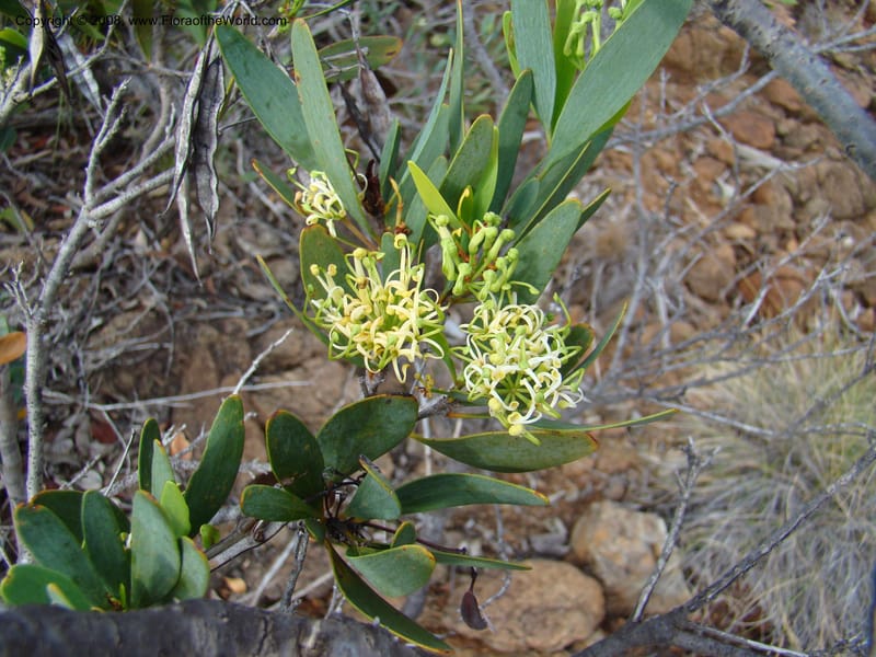 Stenocarpus, JMunzinger4738--New Caledonia. Poum Mine. 13 Nov 07. 052.jpg