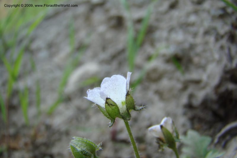 Nemophila kirtleyi, C. Davidson 11355--ID. Idaho Co. Salmon River Rd. 17 May 09. 135.jpg
