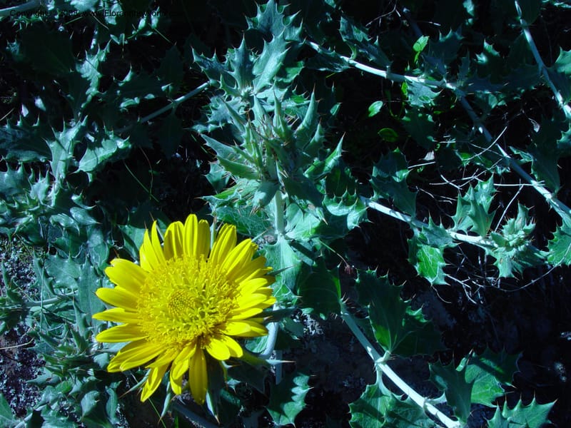 Berkheya--So. Africa. Harold Porter National  Bot. Gard. 21 Nov 02. 041.jpg