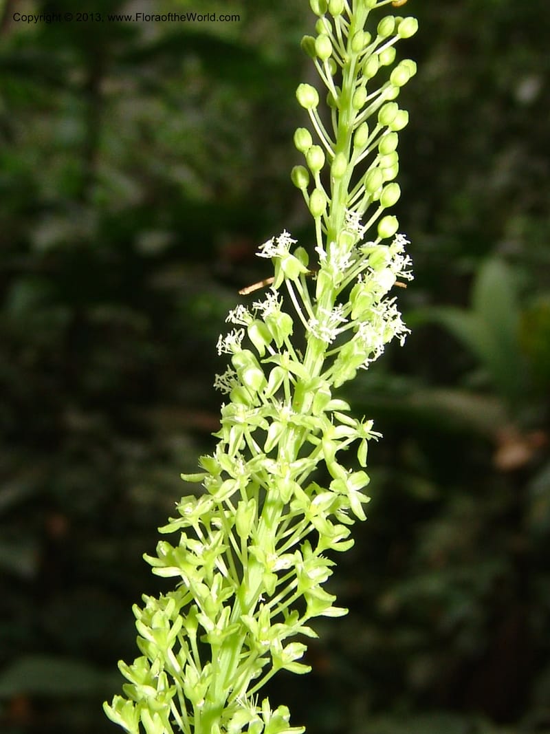 Schindleria densiflora, Vasquez, Ro 33003--Peru. Pillcopata. Qbda Pini Pini. 29 Oct 07. 642 (7).jpg