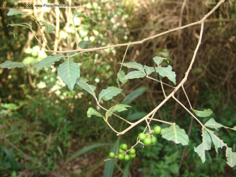 Allophyllus africanus--So.Africa. Mpumal. Moodie Mts.  18 Mch 05. 483.jpg