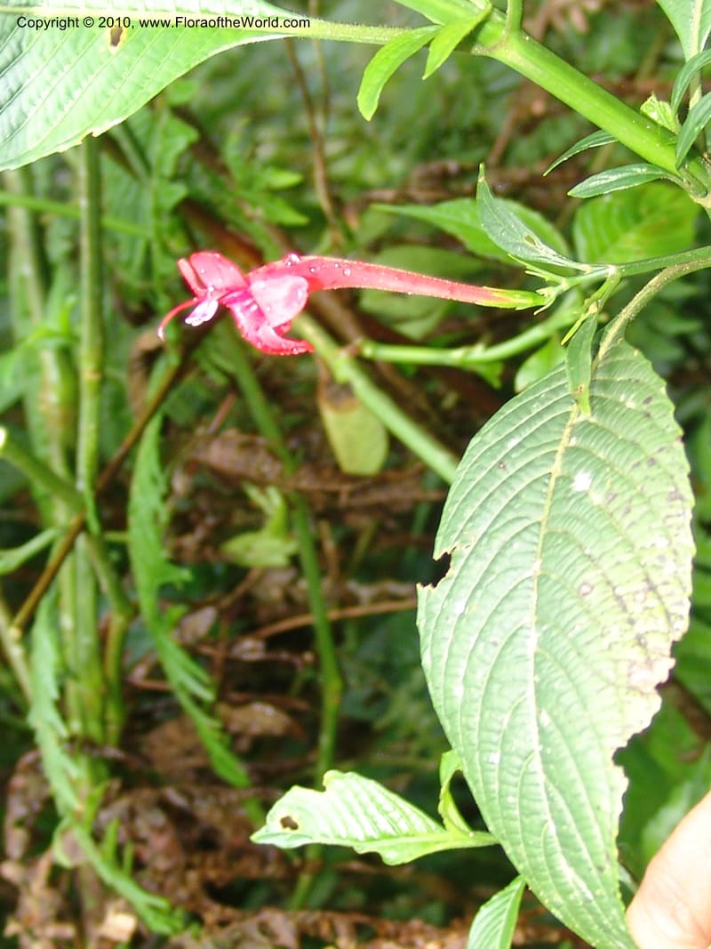 Sanchezia, R. Vasquez 33129--Peru. Cusco. La Conv. Sta Ana. Tunquimayo. 2 Nov 07. 002.jpg