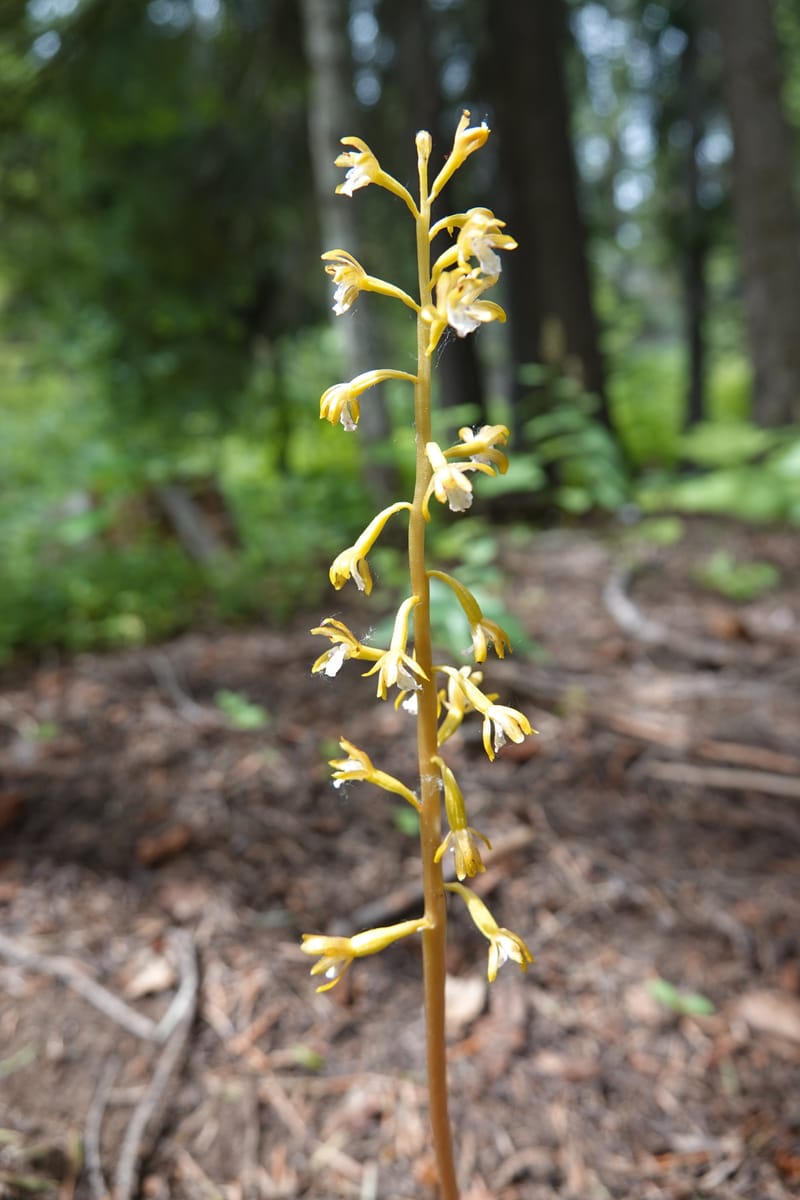 Corallorhiza maculata var. occidentalis, Davidson 13797--ID. Valley Co. Sylvan Beach. 25 Jun 2018. DSC05593 (15).JPG