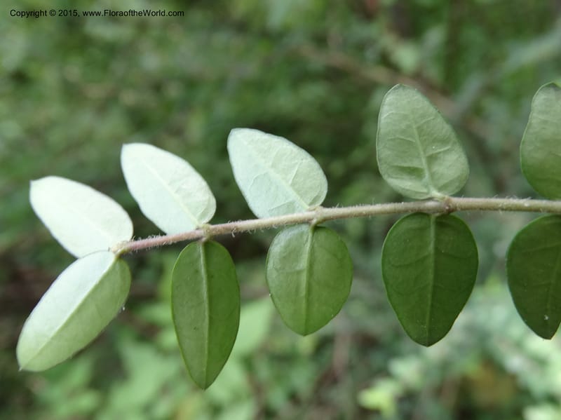 Lonicera, Boufford, D 43595--China. Sichuan. Tudiling Tunnel. 6 May 2014. DSC03860 (55).JPG