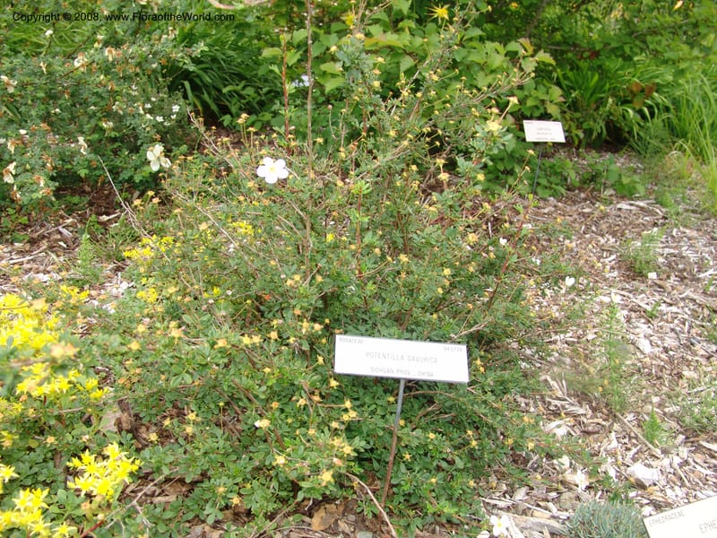 Potentilla davurica, 94.0726--CA. UC Berkeley Bot. Garden. 31 May 07. 373.jpg