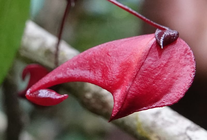 Impatiens, C. Davidson 13908--Gabon. M de C. Sent. Andok. 28 Oct 2018. DSC09339 (284).JPG