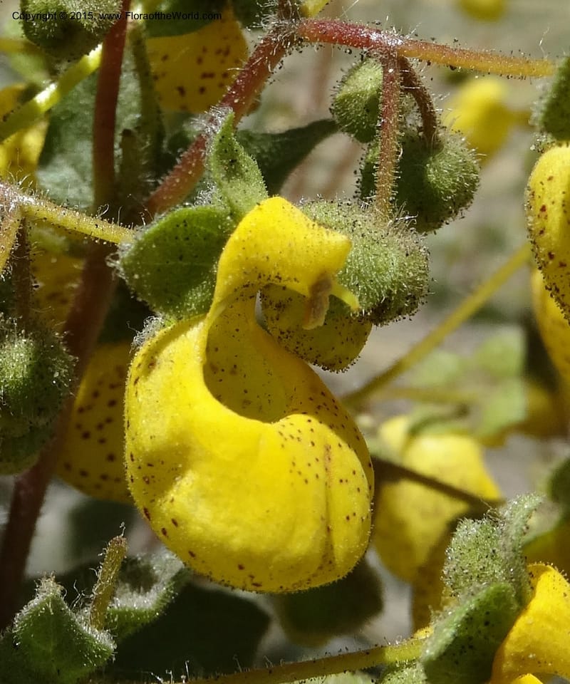 Calceolaria corymbosa, Davidson, C 12792--Chile. Ruta 115, to Laguna del Maule. 24 Nov 2014. DSC07486 (439).JPG