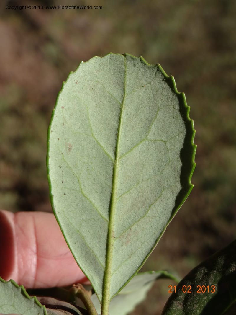 Lomatia dentata, W. D. Stevens 34157--Chile, PN Siete Tazas. 21 Feb 2013  99284 (8).JPG