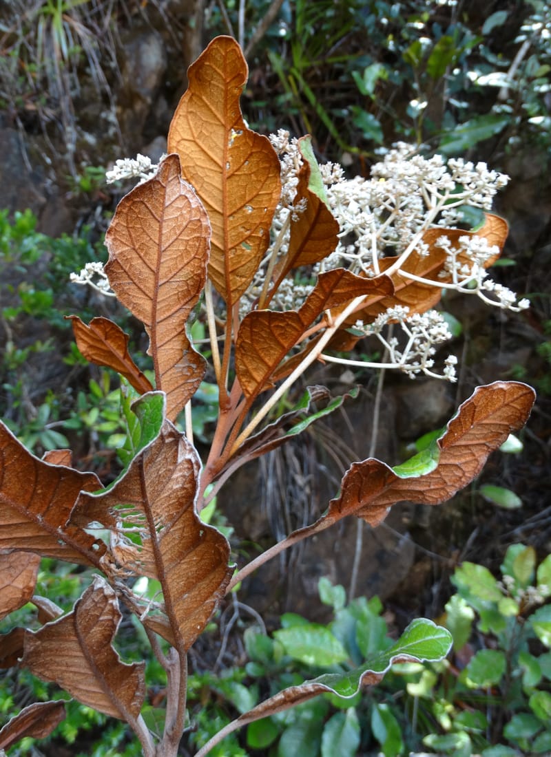 Argophyllum, Lowry, P 7423--New Caledonia. PinPin. 20 Nov 2015. DSC03938 (53).JPG