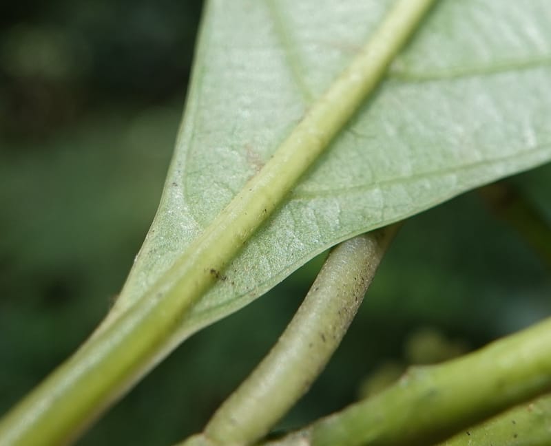 Mastixia pentandra, D. Boufford 44162--China. Yunnan. Bu Long Shan. 6 May 2018. DSC02824 (25).JPG