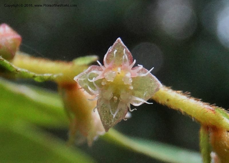 Anisophyllea disticha, Davidson, C 12897--Sabah. Deramakot For. Res. 24 Mar 2015. DSC00089 (105).JPG
