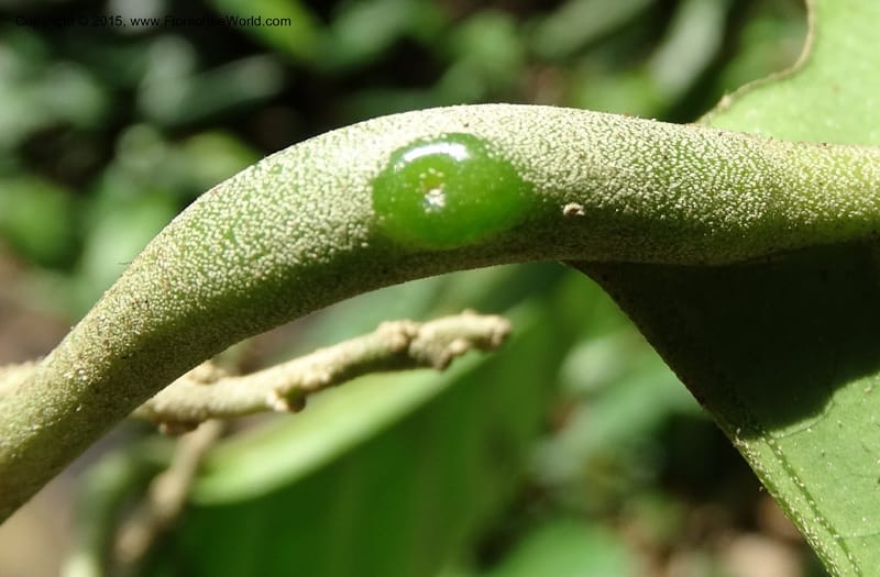 Octoknema, Davidson, C 12386--Cameroon. Bakengili Trail, Mt. Cameroon. 24 Mar 2014. DSC03587 (236).JPG