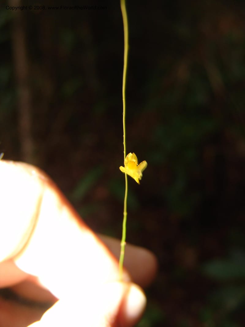 Utricularia subulata, GWalters1646--Gabon. Prv. Estuaire. Mondah For. 16 Apr 06. 090.jpg