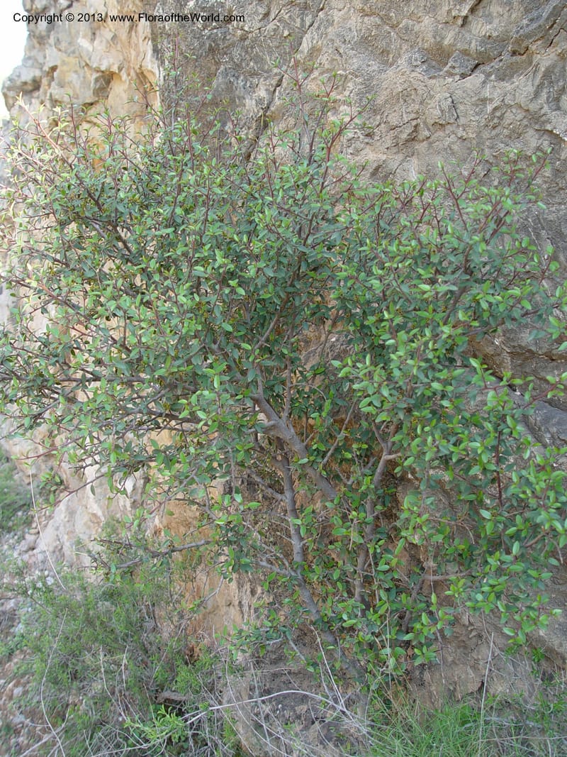 Rhamnus alaternus--Spain. Andalucia. E of Orgiva. Barranco de los Lobos. 1 (43).jpg