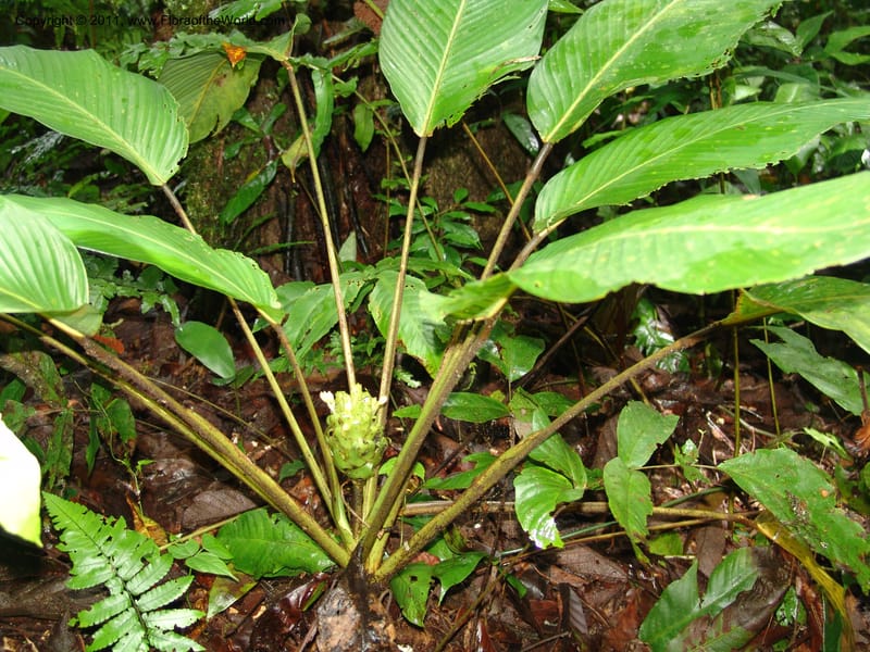 Calathea, RVasquez31589--Peru. Prov.  Oxa. Estac. Paujil. Camino  Pozo Tigre. 17 Oct 06. 382.jpg