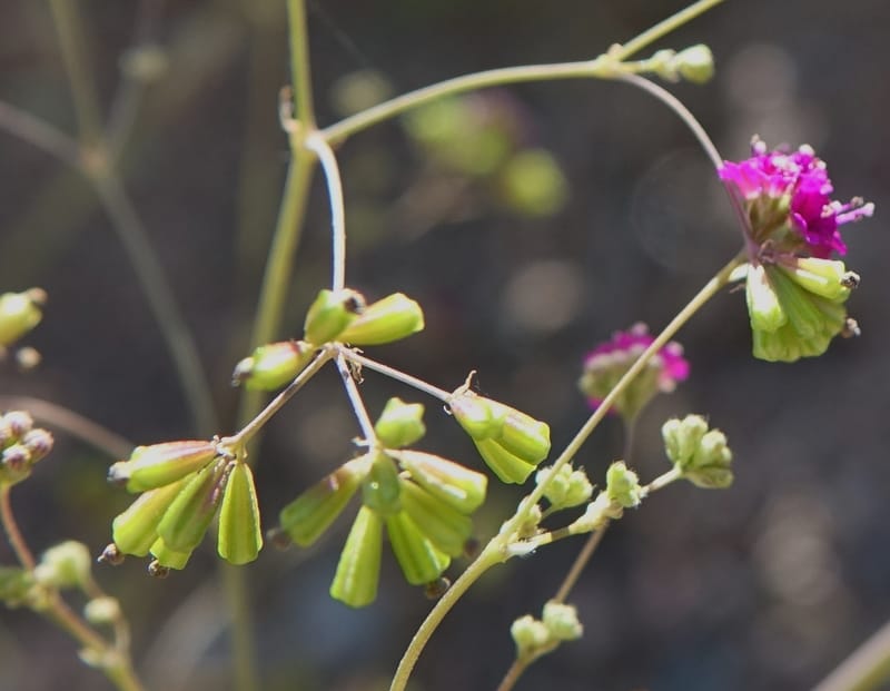 Boerhavia diffusa var. leiocarpa, Fortunato 13150--Argentina. S. of San Augustin. Las Bretes. 8 Feb 2018. DSC09370 (191).JPG