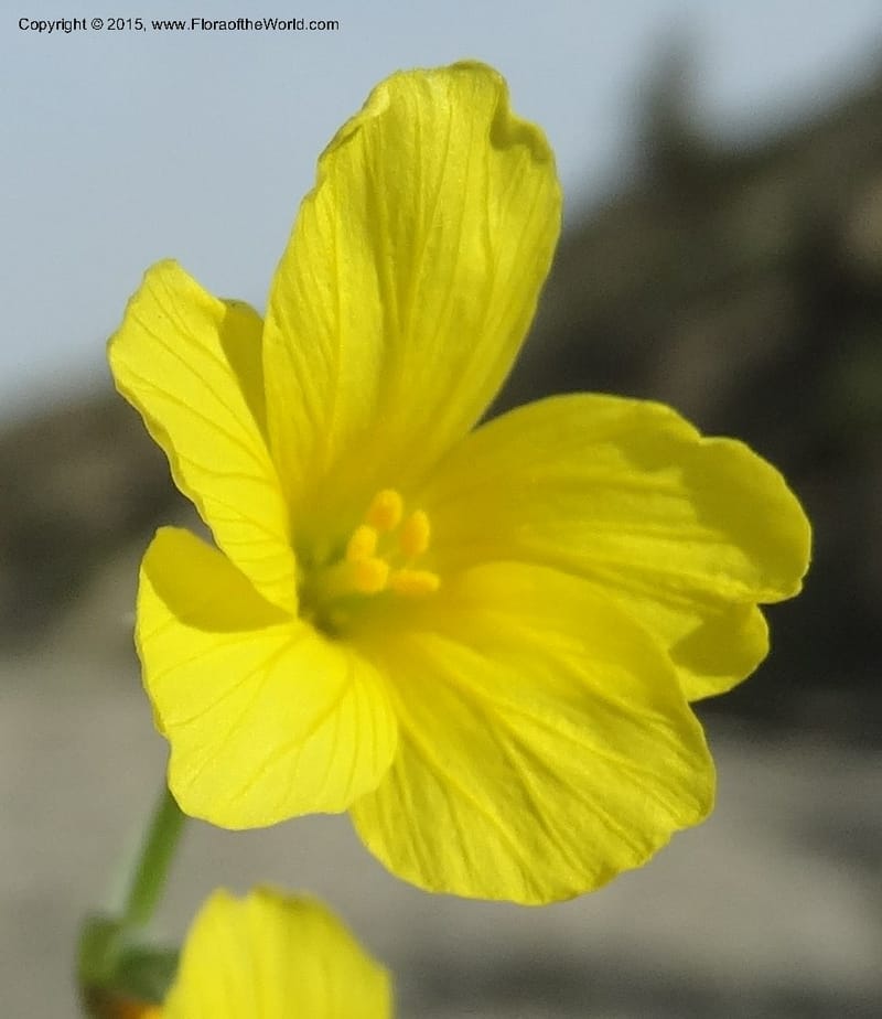Linum orientale, Davidson, C 12450--Georgia (Caucasus). Kakheti Region. (Kiziki). Toward Vashlovani. 6 Jun 2014. DSC07328 (430).JPG