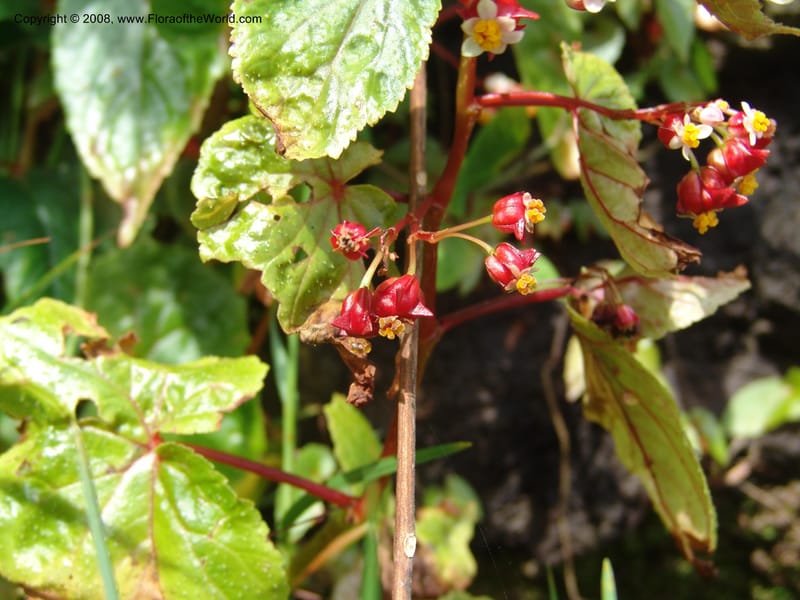 Begonia--Cameroon. Limbe Garden. 12 Oct 04. 149.jpg