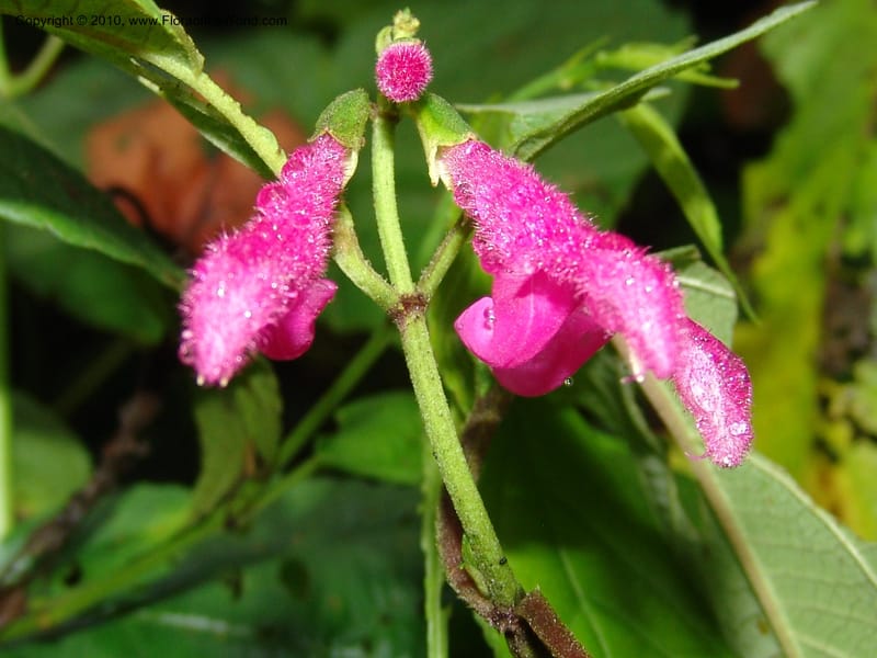 Salvia, Croat 95732--Ecuador. Maquipucuna Biol. Res. Send. Princip. 11 Mar 06. 303 (3).jpg