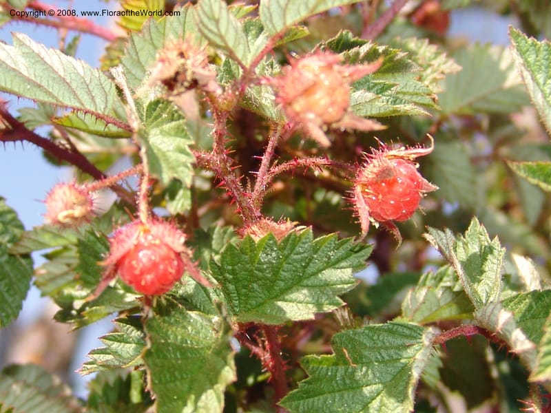 Rubus idaeus, CDavidson10986--ID. Idaho Co. Josephine Lake 14 Aug 06. 027.jpg