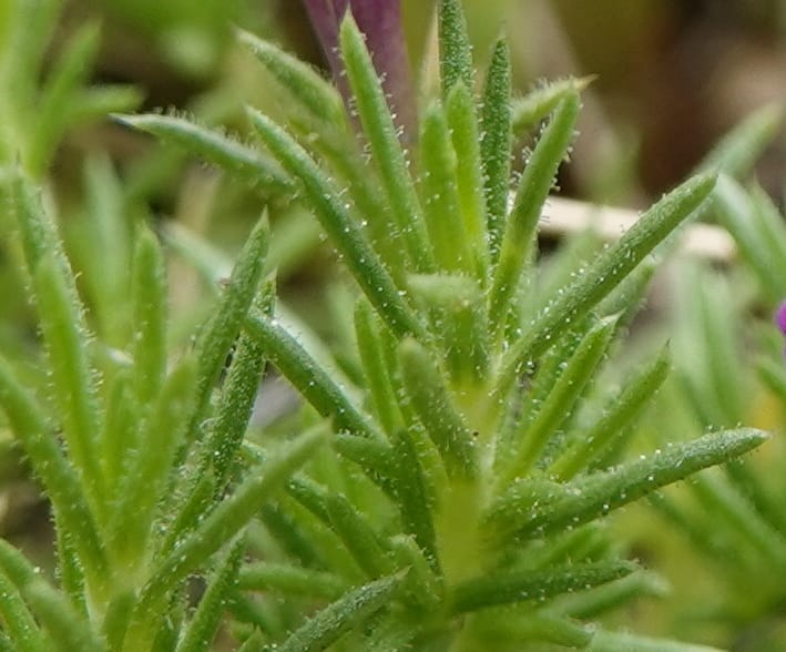 Phlox condensata, C. Davidson 13762--Oregon. Wallowa Co. Zumwalt.Trail Cr. Rd. 4 Jun 2018. DSC04078 (513).JPG