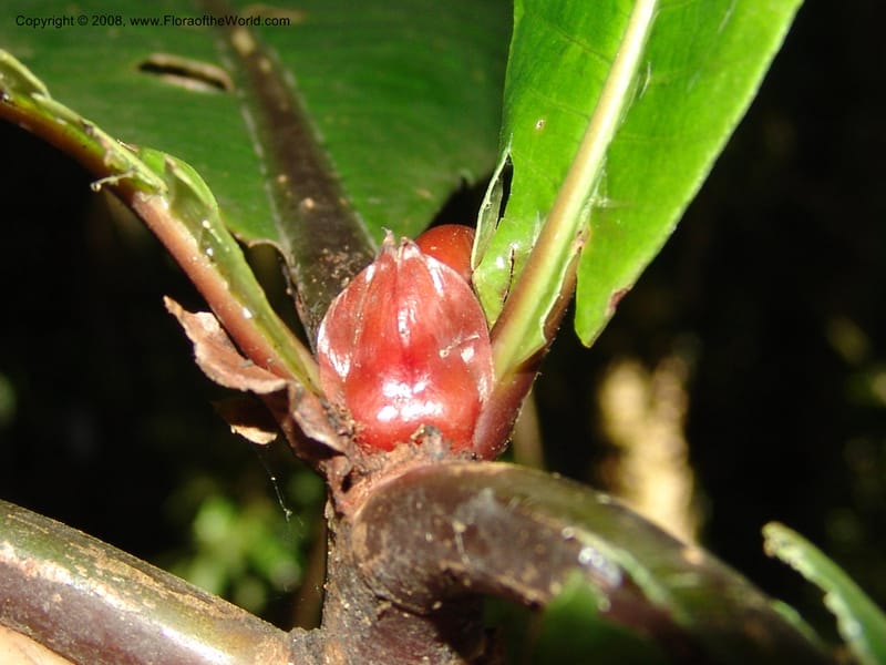 Psychotria megalopus, RGereua6874--Tanz. Nawenge For. Res., ca. Mahenge. 19 Feb 06. 124.jpg