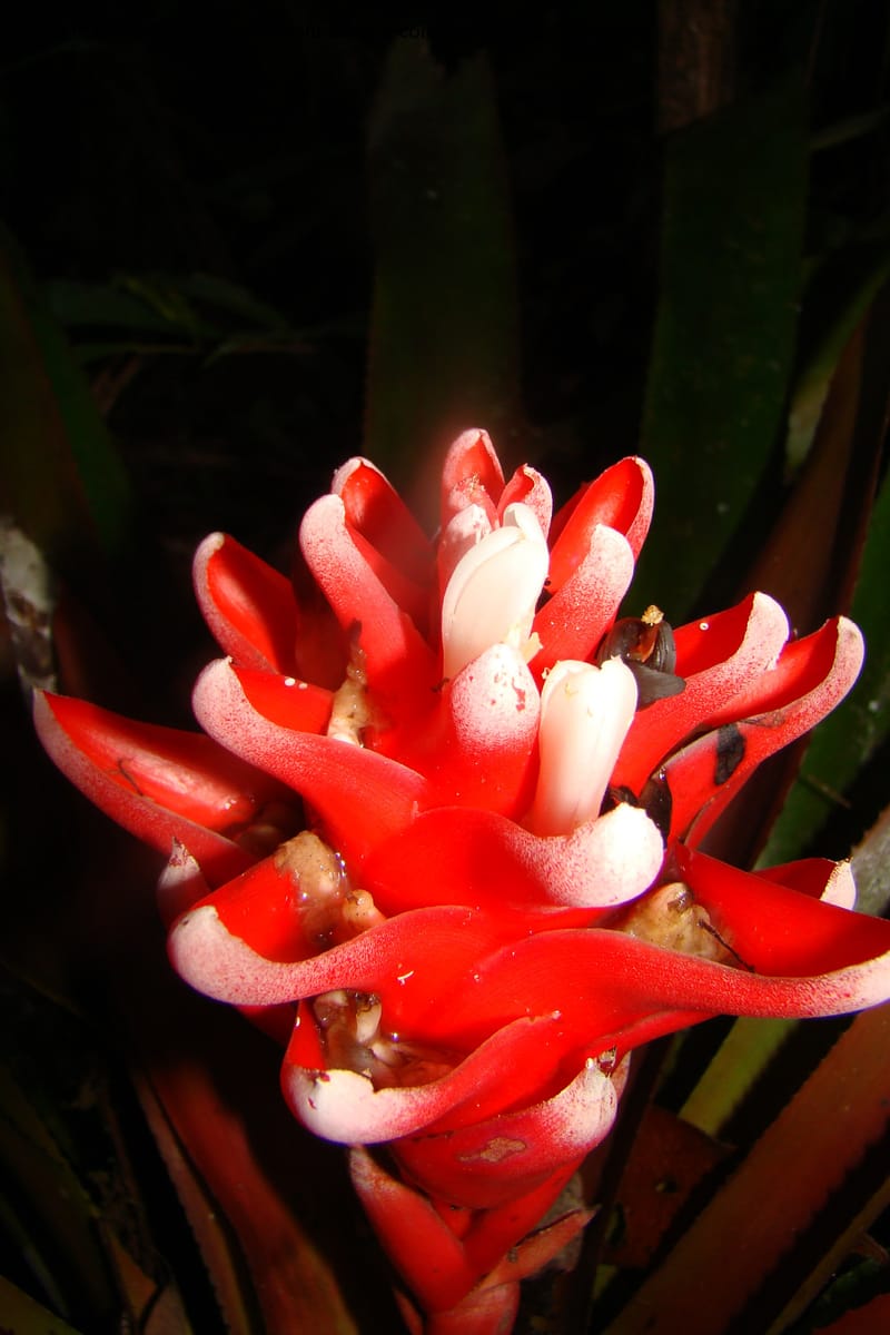 Aechmea nidularioides, Vasquez 35034--Peru. Loreto. Dto. Iquitos. Res. Allpahuayo-Mishana. 19 Nov 08. 662 (5).jpg