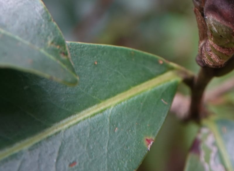 Polyspora axillaris, D. Boufford 44131--China. Yunnan. Meizi Lake Park. 3 May 2018. DSC01424 (93).JPG