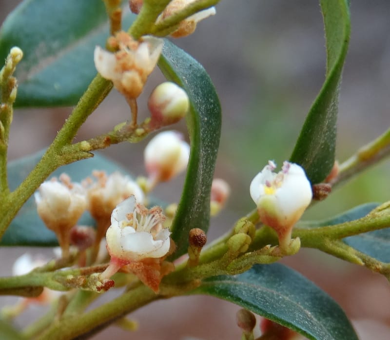 Guioa villosa, Callmander, M 1257--New Caledonia. Tiebaghi. 17 Nov 2015. DSC03437 (216).JPG