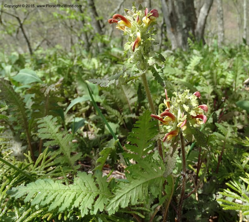 Pedicularis canadensis, Davidson, C 12963--North Carolina. Trans. Co. NC 215 and BRP. 12 May 2015. DSC04292 (65).JPG
