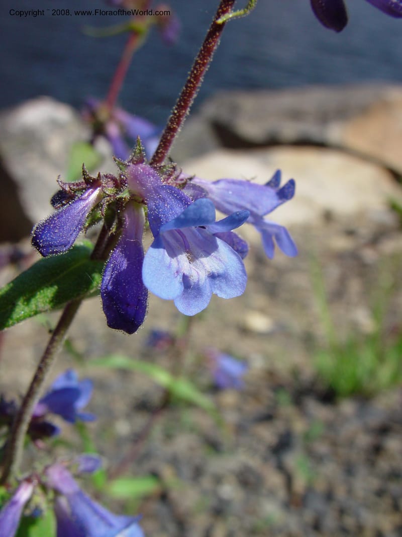 Penstemon albertinus, CDavidson10988--ID. Valley Co. Payette Lake. 12 Jun 03. 055.jpg