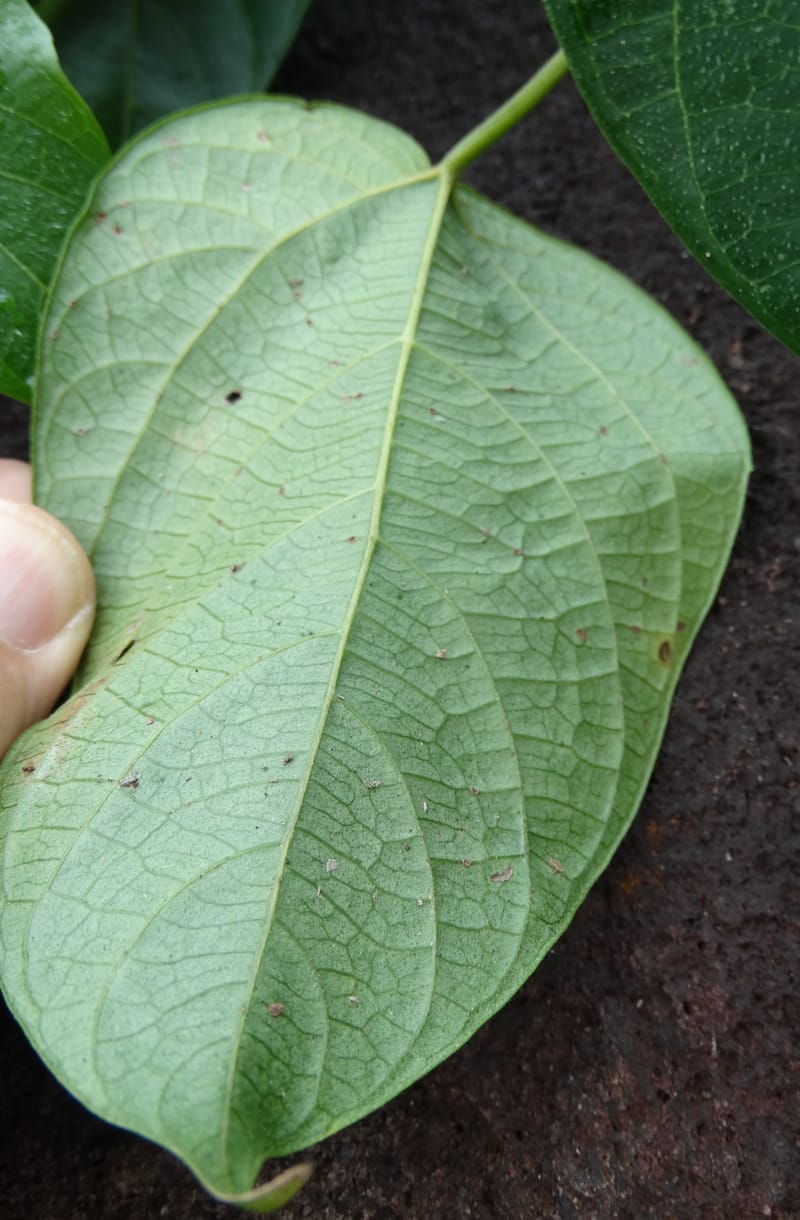 Megistostigma cordata, Davidson, C 12936--Sabah. Ruyu Oil Palm Pl. 29 Mar 2015. DSC01510 (49).JPG
